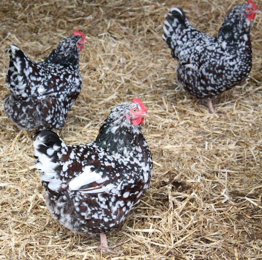 Moreton Hall Farm Bed and Breakfast Newport  Esterno foto